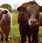 Emater contrata para cinco vagas com salário de até R$ 4 mil