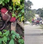 Corpo de homem em avançado estado de decomposição é encontrado em Capanema