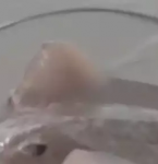 Banhistas encontram arraia em praia de Salinas; contato com esses animais podem oferecer riscos