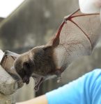 Morcego com vá­rus da raiva é encontrado em Belém