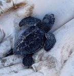 Lixo nas praias ameaça reprodução de tartarugas marinhas