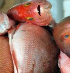 Municá­pios do Marajó emitem alerta para casos de urina preta