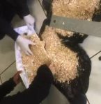 Famá­lia abre caixão e encontra serragem no lugar do corpo de bebê, no Paraná