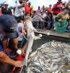 APÓS QUATRO MESES DE DEFESO, PESCA DO MAPARÁ É LIBERADA EM CAMETÁ