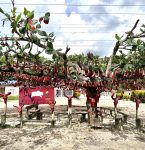 Árvore dos Chifres: a criatividade paraense unindo humor e mensagem sobre aquecimento global