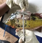 Mercúrio contamina 15,8% do pescado consumido no Pará