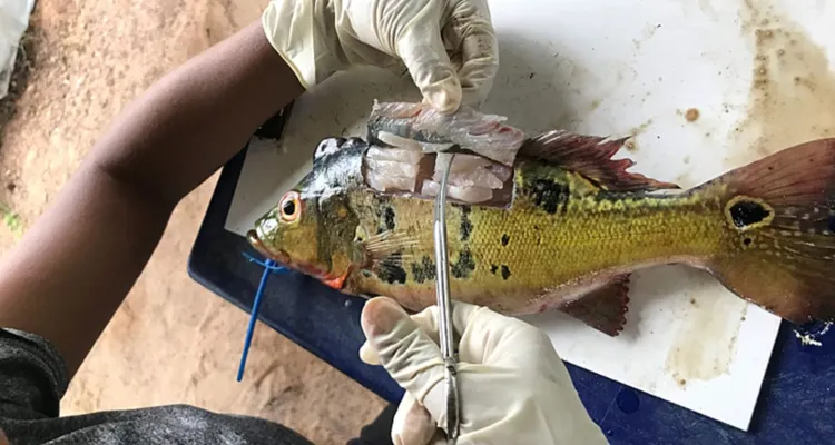 Mercúrio contamina 15,8% do pescado consumido no Pará