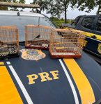 Polícia Rodoviária apreende curiós transportados de forma ilegal em Capanema