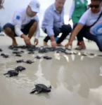 Mais de 200 filhotes de tartarugas são soltas em Salinas
