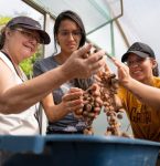 De Altamira para o Brasil: ‘Rota do Cacau ao Chocolate’ ganha lançamento em Belém