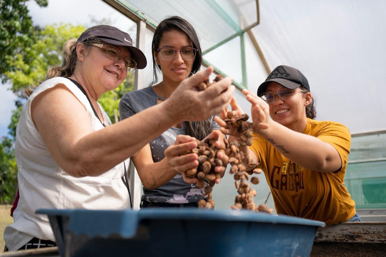 De Altamira para o Brasil: ‘Rota do Cacau ao Chocolate’ ganha lançamento em Belém
