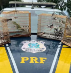 PRF resgata pássaros silvestres, em Capanema