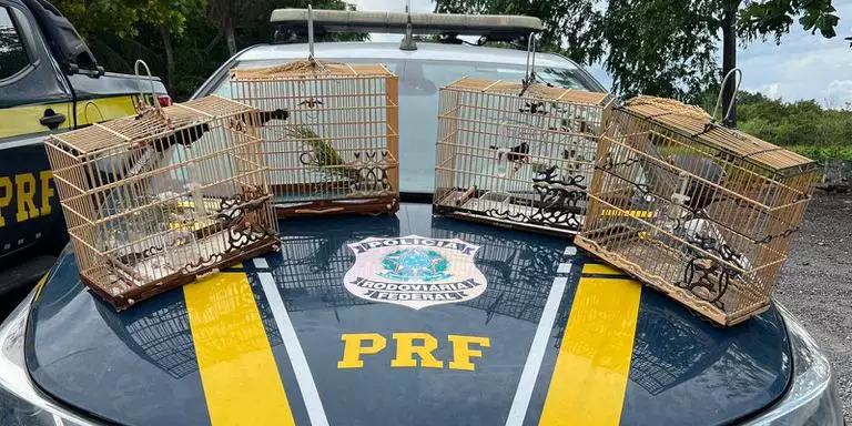 PRF resgata pássaros silvestres, em Capanema