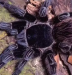 Veneno de aranha brasileira pode ser a chave para a eficácia do tratamento contra o câncer