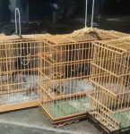 Mais de 100 animais silvestres foram apreendidos no Pará em 2023