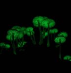 Crianças com autismo visitam exposição que mostra mistérios da luminescência, em Belém