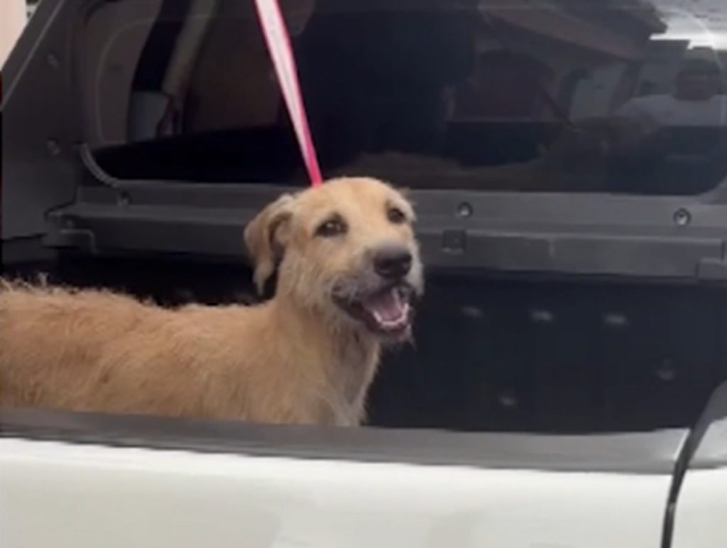 VÍDEO: Câmera flagra vira-lata caramelo sendo atacado com água quente em Belém; cão segue internado
