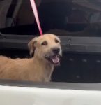 VÍDEO: Câmera flagra vira-lata caramelo sendo atacado com água quente em Belém; cão segue internado