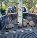 Operação resgata animais silvestres em cativeiro e flagra cadelas com indícios de abuso sexual na Grande Belém