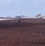 Toneladas de algas são retiradas de praia no Pará; fenômeno tem abrangência internacional, diz pesquisador