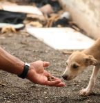 Pará celebra três anos do Código Estadual de Proteção Animal