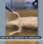Vídeo mostra jacaré sendo puxado por barco até praia e cercado por banhistas no rio Araguaia, no Pará