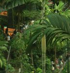 Feira Pan-Amazônica do Livro começa neste sábado (16); veja a programação