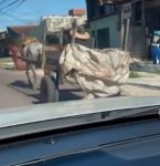 MP e OAB pedem fim da tração animal nas ruas de Belém antes da COP 30