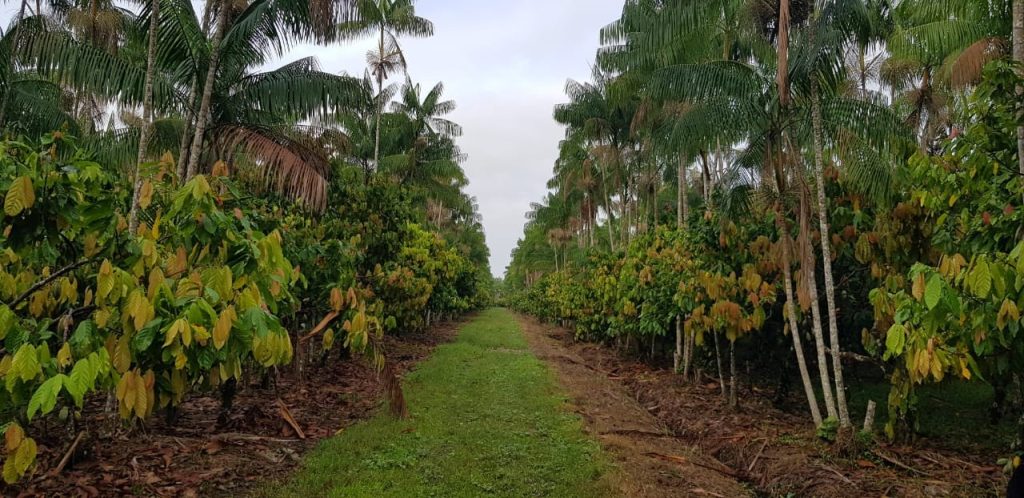 Cooperativas do Pará levam experiências de sustentabilidade para representar o Brasil na COP 30