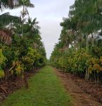 Cooperativas do Pará levam experiências de sustentabilidade para representar o Brasil na COP 30