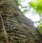 O 'roubo' que mudou a história de Belém e da Amazônia — e suas lições para a cidade da COP30