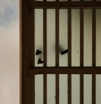 Paraense é preso suspeito de aplicar golpe do falso imóvel na COP 30