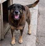 Dois suspeitos da morte do cão Orelha estão nos EUA, diz polícia