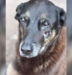 Primeiro hospital veterinário público de Floripa homenageará Cão Orelha