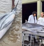 Golfinho-listrado é encontrado morto em praia de Mosqueiro, em Belém