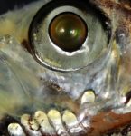 Guepardos mumificados revelam duas novas subespécies na Arábia Saudita