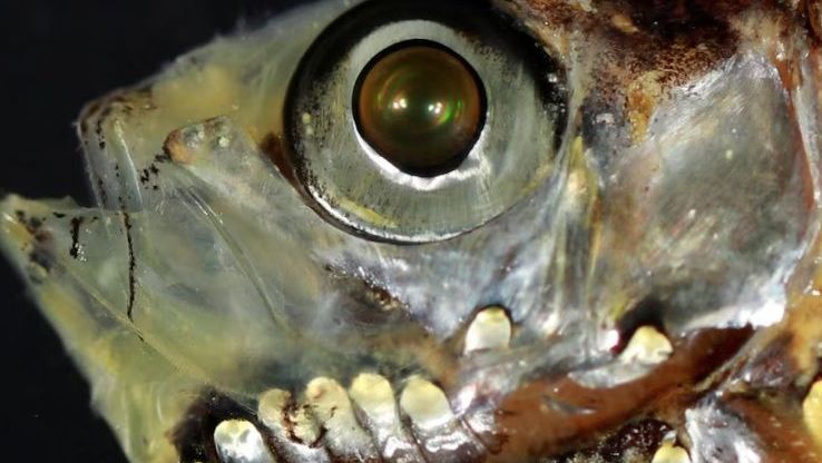 Guepardos mumificados revelam duas novas subespécies na Arábia Saudita