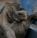 Mais feliz do mundo, bebê hipopótamo-pigmeu Jellybean vira sensação mundial