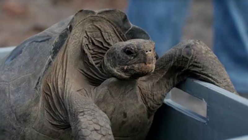 Mais feliz do mundo, bebê hipopótamo-pigmeu Jellybean vira sensação mundial