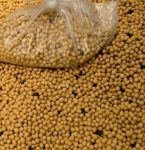 Colheita de soja entra na reta final em algumas regiões do Brasil