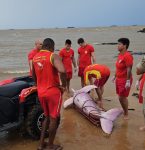 Boto-cor-de-rosa encontrado morto em rede de pesca em praia de Belém passa por necrópsia