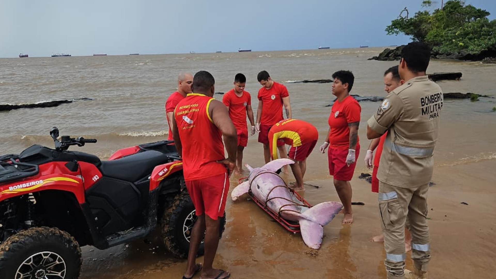 Boto-cor-de-rosa encontrado morto em rede de pesca em praia de Belém passa por necrópsia