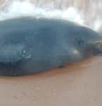 Peixe-boi é encontrado morto em praia do distrito de Mosqueiro, em Belém