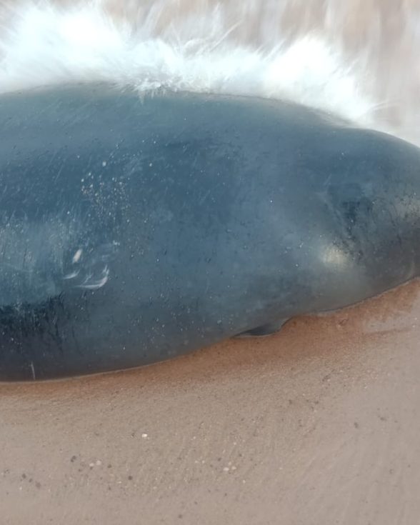 Peixe-boi é encontrado morto em praia do distrito de Mosqueiro, em Belém