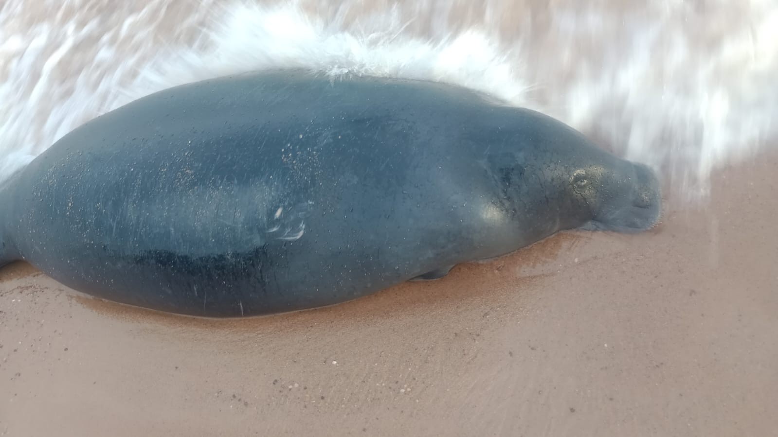 Peixe-boi é encontrado morto em praia do distrito de Mosqueiro, em Belém