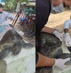 Tartaruga ameaçada de extinção é resgatada em praia do Pará