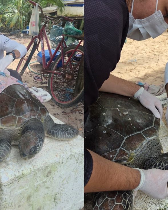 Tartaruga ameaçada de extinção é resgatada em praia do Pará