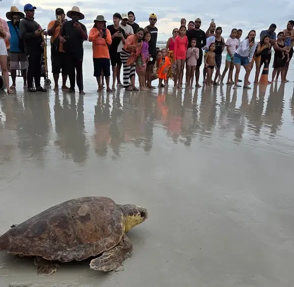 Após resgate, tartaruga marinha é devolvida ao mar em Salinópolis