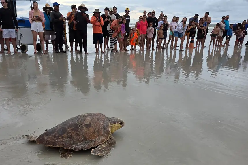 Após resgate, tartaruga marinha é devolvida ao mar em Salinópolis
