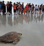 Tartaruga resgatada em Salinópolis após encalhe volta ao mar depois de 68 dias de reabilitação